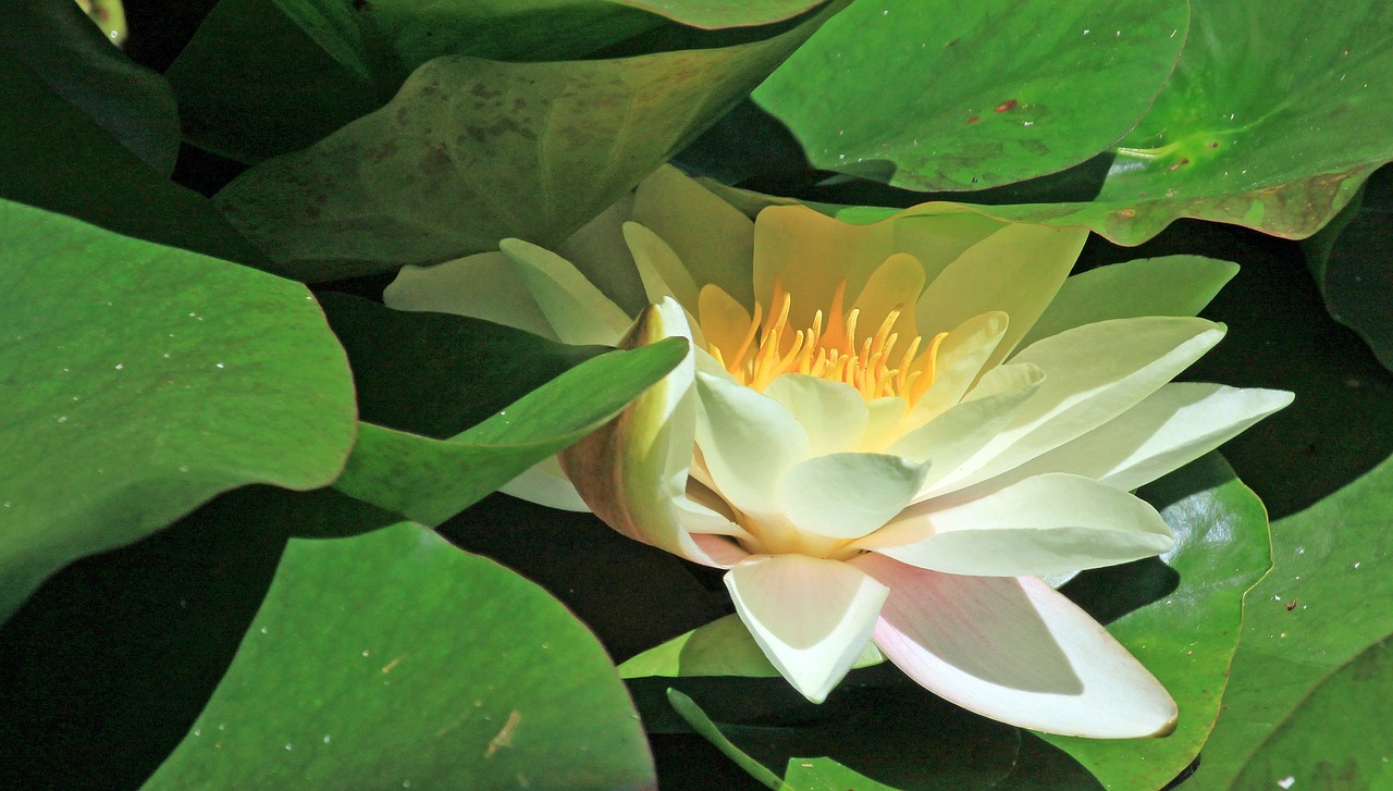 江門瓏湖灣未來繁華啟幕，最新動態(tài)揭示未來發(fā)展新篇章