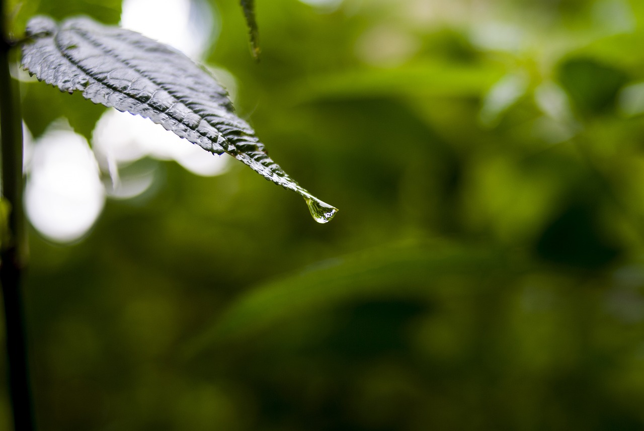 依生生物最新股票動(dòng)態(tài)全面解析，最新消息與全面解讀