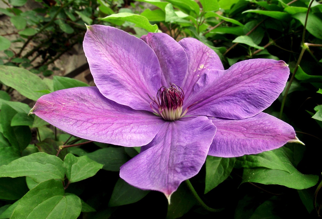 保定朝陽花園最新動態(tài)揭秘，未來美好藍(lán)圖展望