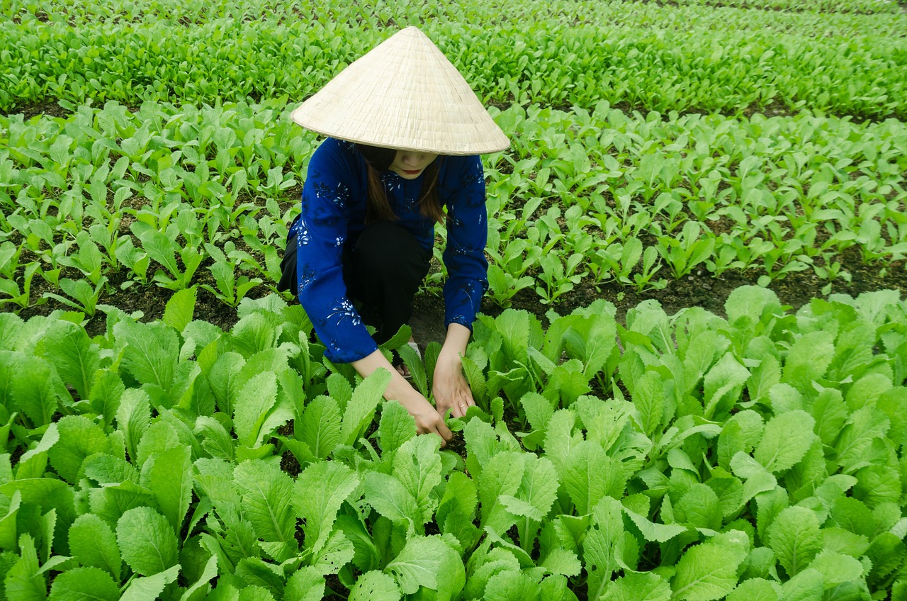三亞海坡村最新概覽，最新發(fā)展動(dòng)態(tài)與現(xiàn)狀解析