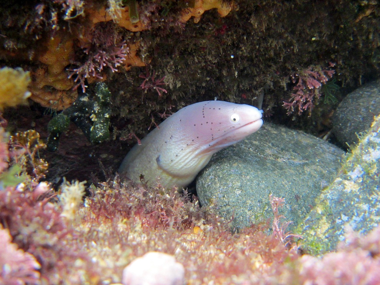 探索海洋霸權(quán)，最新360海島奇兵下載指南