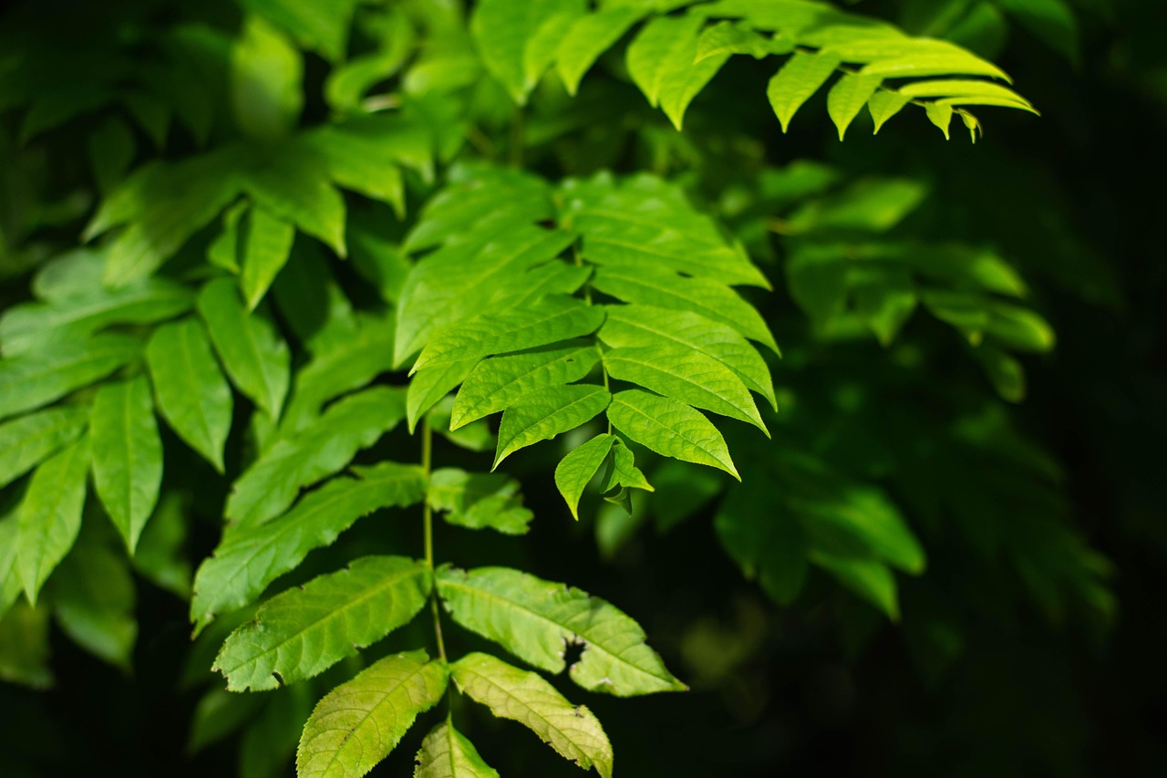 北海水印泉山最新動(dòng)態(tài)，城市發(fā)展與綠色生態(tài)的和諧共鳴