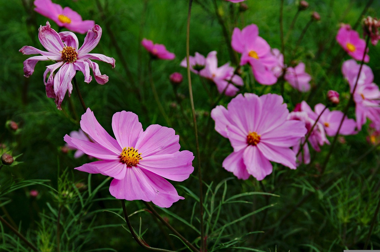 三峽花苑，時(shí)代風(fēng)采與花朵的綻放同步前行