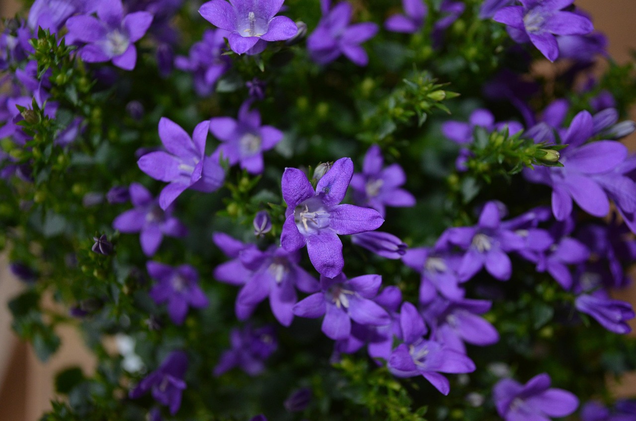 燕郊四季花都最新動態(tài)，城市未來之花綻放，花朵與都市共成長