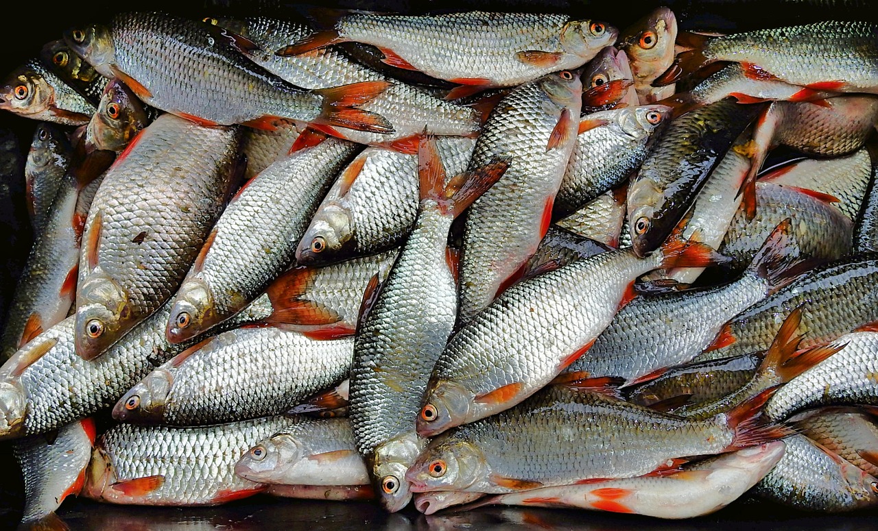 浦魚達(dá)人最新版本下載，全新功能與特色體驗