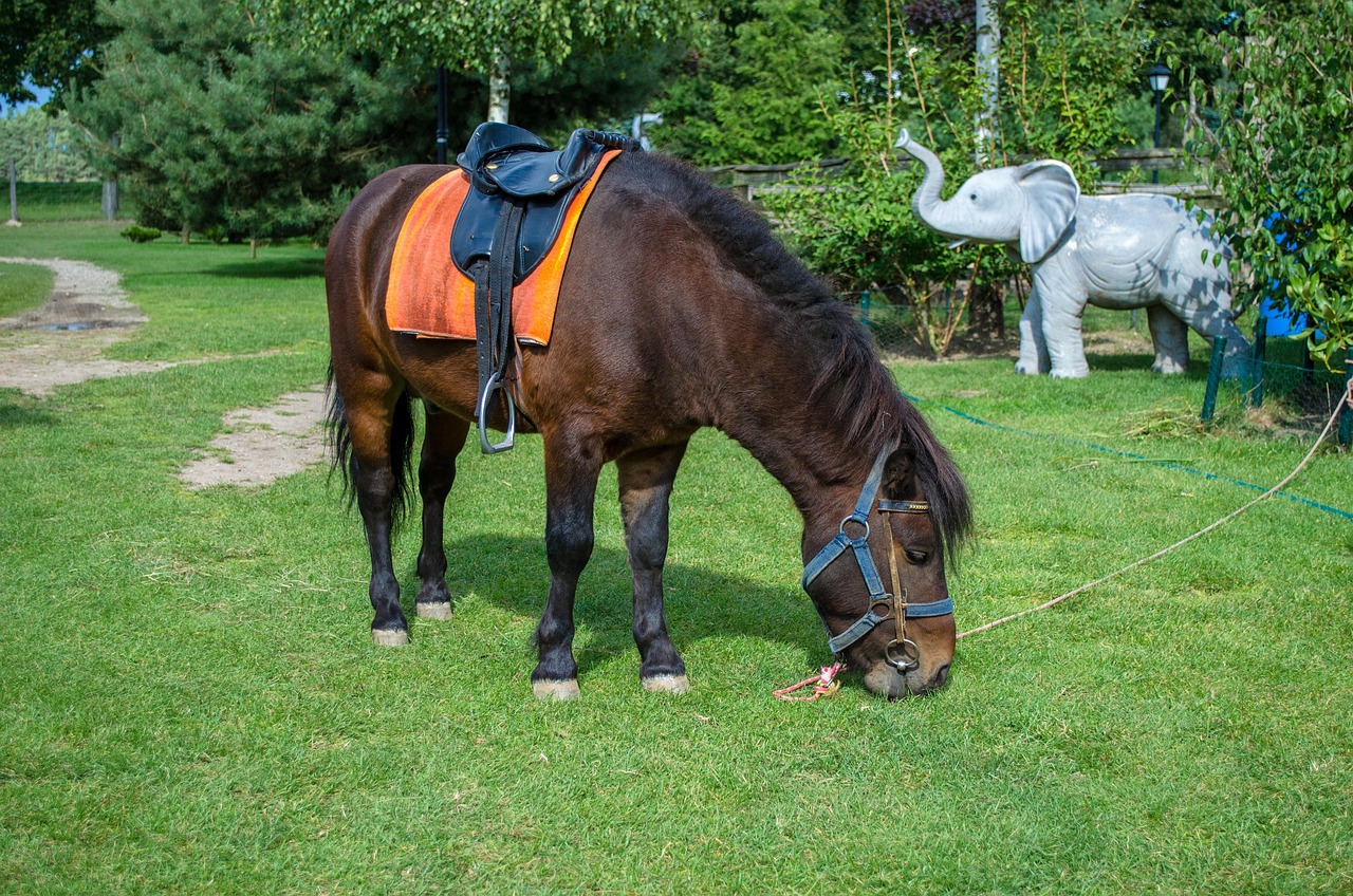 深圳野生動(dòng)物園游玩攻略，最新整理指南